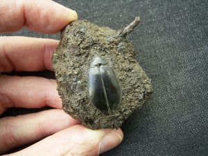 Käfer und Knochen, La Brea Teergruben