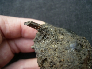 Käfer und Knochen, La Brea Teergruben