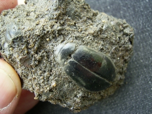Käfer und Knochen, La Brea Teergruben