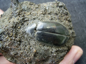 Käfer und Knochen, La Brea Teergruben