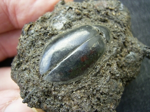 Käfer und Knochen, La Brea Teergruben