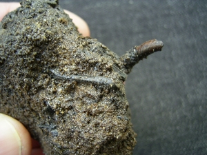 Käfer und Knochen, La Brea Teergruben