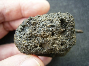 Käfer und Knochen, La Brea Teergruben