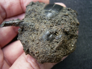 Käfer und Knochen, La Brea Teergruben
