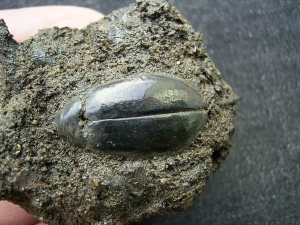 Käfer und Knochen, La Brea Teergruben