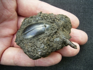 Käfer und Knochen, La Brea Teergruben