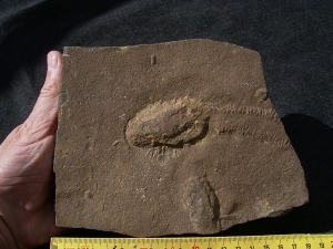Trilobit Ruhe- und Laufspur