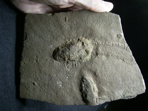 Trilobit Ruhe- und Laufspur