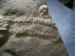 Trilobit Ruhe- und Laufspur