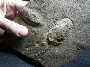Trilobit Ruhe- und Laufspur