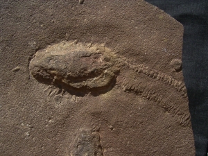 Trilobit Ruhe- und Laufspur
