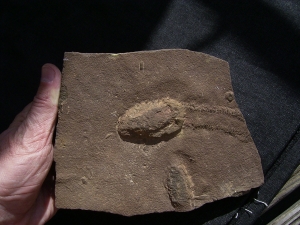 Trilobit Ruhe- und Laufspur