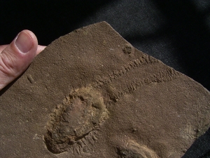 Trilobit Ruhe- und Laufspur