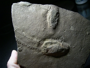 Trilobit Ruhe- und Laufspur