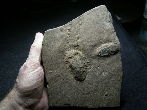 Trilobit Ruhe- und Laufspur