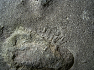 Trilobit Ruhe- und Laufspur