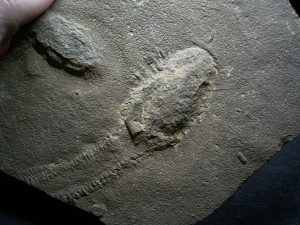 Trilobit Ruhe- und Laufspur