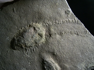 Trilobit Ruhe- und Laufspur