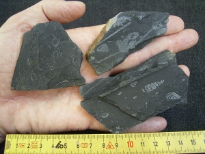 Graptolithen-Platten drei Stück