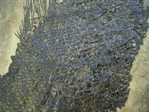 Top-Museumsstück, Trias Fisch Paralepidotus