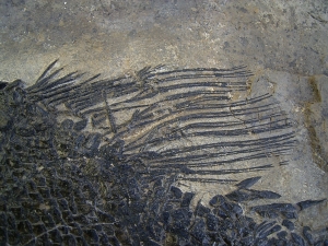 Top-Museumsstück, Trias Fisch Paralepidotus