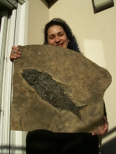 Top-Museumsstück, Trias Fisch Paralepidotus