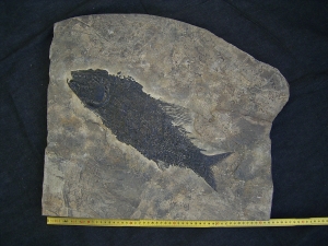 Top-Museumsstück, Trias Fisch Paralepidotus