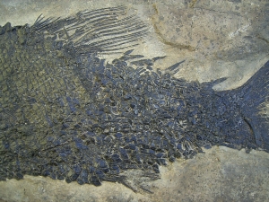 Top-Museumsstück, Trias Fisch Paralepidotus