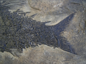 Top-Museumsstück, Trias Fisch Paralepidotus