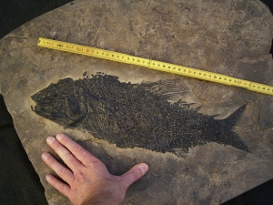 Top-Museumsstück, Trias Fisch Paralepidotus