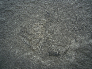 Dorypterus Weibchen Kupferschiefer