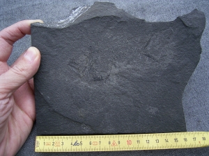 Dorypterus Weibchen Kupferschiefer