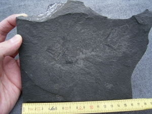 Dorypterus Weibchen Kupferschiefer