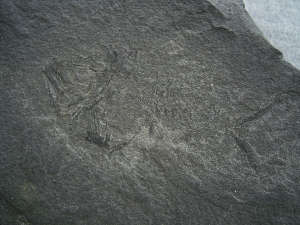 Dorypterus Weibchen Kupferschiefer