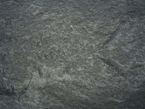 Dorypterus Weibchen Kupferschiefer