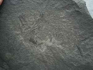 Dorypterus Weibchen Kupferschiefer