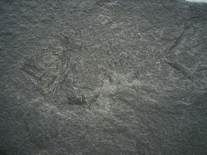 Dorypterus Weibchen Kupferschiefer