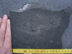 Dorypterus Weibchen Kupferschiefer