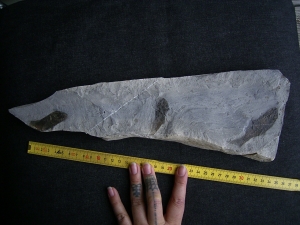 Drei Trias-Fische Ophiopsis attenuata