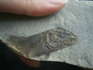 Drei Trias-Fische Ophiopsis attenuata