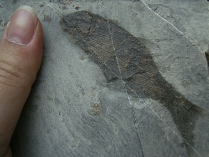 Drei Trias-Fische Ophiopsis attenuata