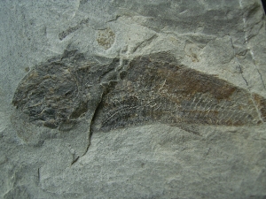 Drei Trias-Fische Ophiopsis attenuata