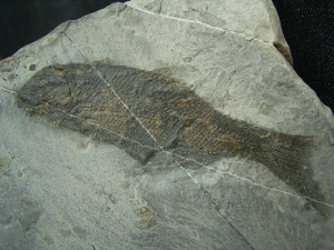 Drei Trias-Fische Ophiopsis attenuata