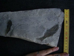 Drei Trias-Fische Ophiopsis attenuata