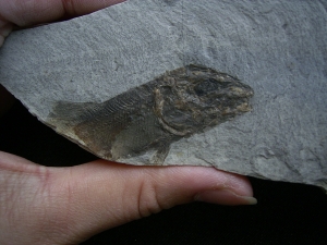 Drei Trias-Fische Ophiopsis attenuata