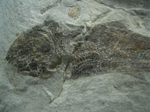 Drei Trias-Fische Ophiopsis attenuata