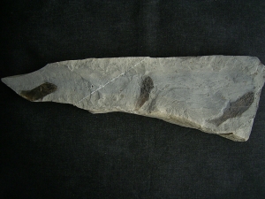 Drei Trias-Fische Ophiopsis attenuata