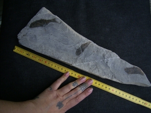 Drei Trias-Fische Ophiopsis attenuata