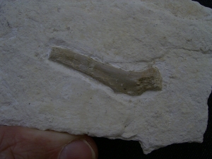 Schildkröten Knochen aus dem Plattenkalk