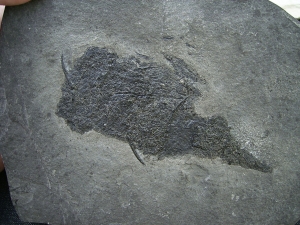 Stachelhai Diplacanthus